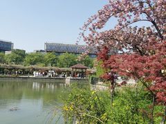 -嘉定紫藤园