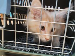 -御宝贝·A梦猫科宠物医院(国际猫友好医院)