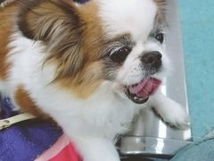 -北京赛佳动物医院