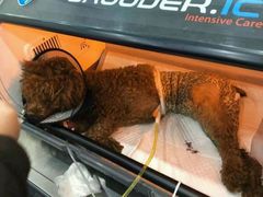 -伟伟宠物医院·CT影像中心·瑞派犬猫综合性门诊(汉口总院)