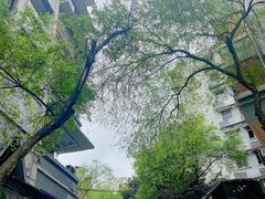 -老街无刺鲫鱼