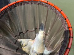 -酷鱼垂钓CLUB(朝阳区博大路店 )