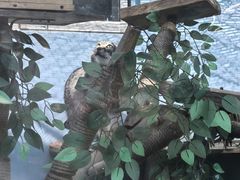 -青藏高原野生动物园