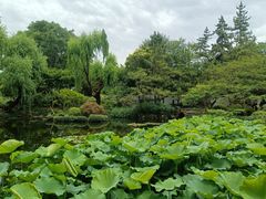 -秋霞圃