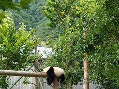 -卧龙中华大熊猫苑神树坪基地
