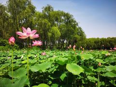 -东郊湿地公园