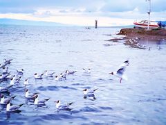 -青海湖国家重点风景名胜区