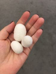 -太湖雪蚕桑文化园