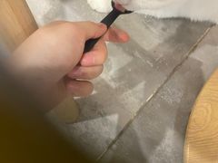 -楼上猫咖(罗湖店)