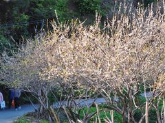 -广州市流溪河国家森林公园