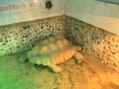 -上海大自然野生昆虫馆(东方明珠·爬宠昆虫探索中心)