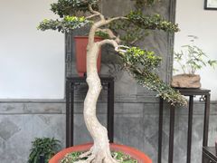 -个园
