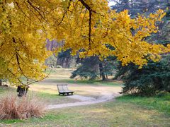 -上海共青森林公园