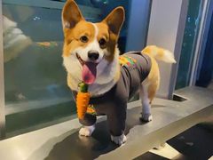-萌宠之家·腊肠犬·马尔泰·小体犬舍