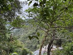 -海南热带雨林国家公园吊罗山景区