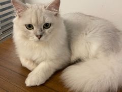 -泰国佛·塔罗·泰牌狐仙古曼