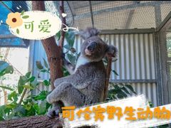 -可伦宾野生动物保护区