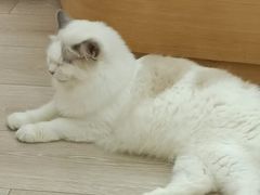 -瞄一喵猫咖(格力海岸店)