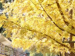 -三里屯东五街银杏大道