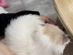 -楼上猫咖(罗湖店)