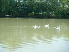 android_upload_pic-溱湖国家湿地公园