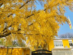 -三里屯东五街银杏大道