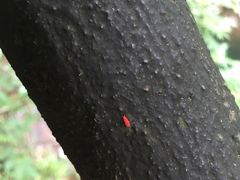 -花岩国家森林公园