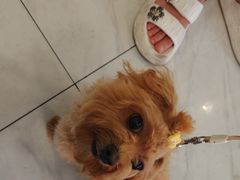 -艾吉宠物医院·疑难杂症转诊中心·猫友好(碧江路院)