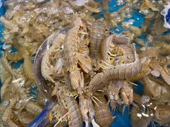 虾爬子（皮皮虾）-乔哥铭洋海鲜自助(皇城恒隆广场店)