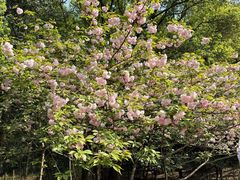 -上海佘山国家森林公园天马山园