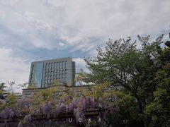 -嘉定紫藤园