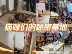 -山宅一喵德文卷毛猫舍