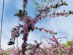 -黑龙江省森林植物园