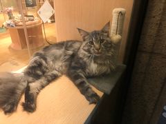 -Pets First伊珊娜洗护·精致美容·家庭式寄养(新会路店)