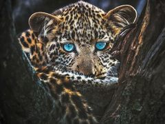 -罗红摄影艺术馆