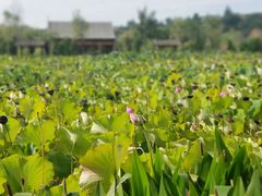 -渭南桃花源民俗文化园