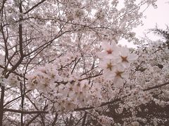 -武汉大学-樱园
