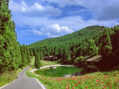 -武陵山森林公园