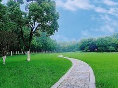 -合肥滨湖国家森林公园