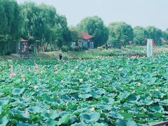 -焦岗湖旅游度假区