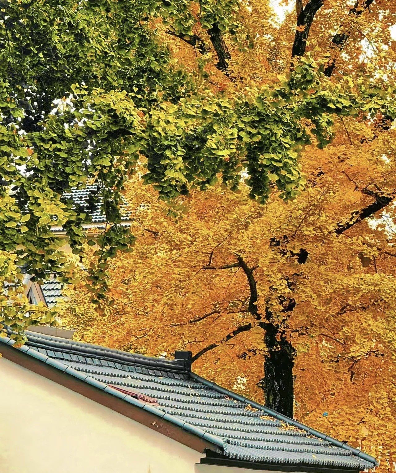 漫步十里银杏长廊