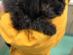 -北京观赏动物医院·24小时大型综合·猫专科·异宠专科