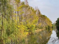 -上海滨江森林公园