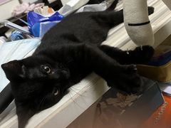 -创凡宠物医院·骨专科  猫科中心(西乡分院)