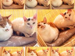 -Oh My Dog宠物沙龙(伊珊娜皮毛护理店)