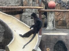 -深圳野生动物园