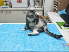 -瑞派·关忠动物医院·猫专科·犬专科(三环新城店)