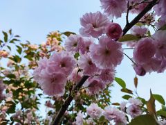 -长白岛森林公园