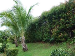 android_upload_pic-椰树岛海滩度假村