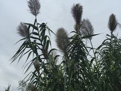 -眉山湿地公园(东坡区)